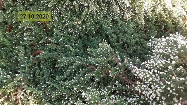 Цветение вересковой астры #купитьвересковуюастру #купитьсаженцывересковойастры смотреть онлайн