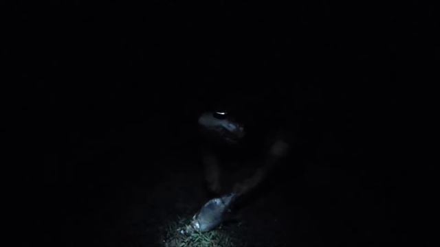 Маленький отдых в Приморске (Красноярское море),и рыбалочка на леща смотреть онлайн