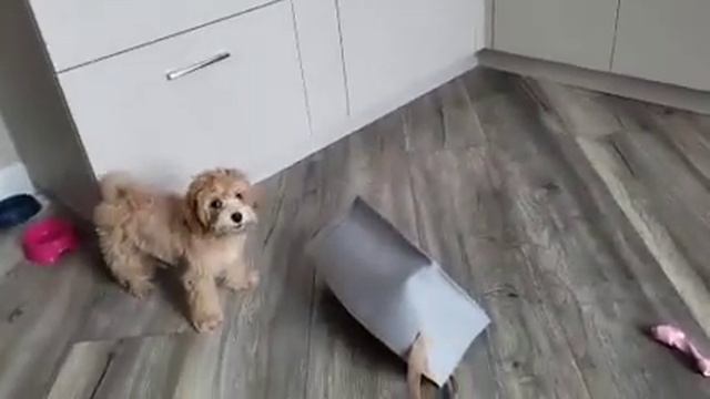 мальтипу! смотреть онлайн