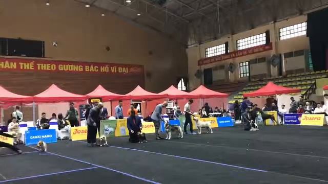 Dobermann FCI Viet Nam - Best junior in show - DogSHOW VÒNG BIS CỦA ĐẠI VIỆT CHIỀU THỨ 7 - 16/3/201 смотреть онлайн