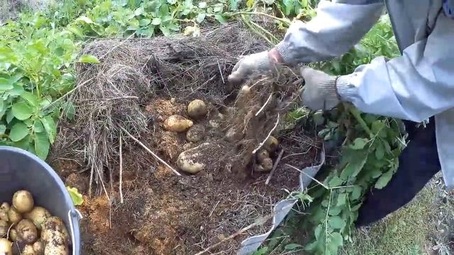 Вырастил картошку в опилках смотреть онлайн