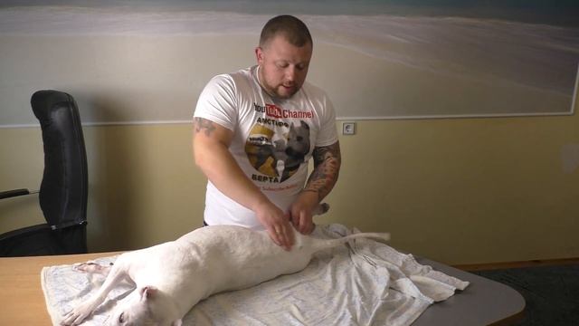 Супер МАССАЖ для СОБАКИ! Amstaff Берта на ЧИЛЕ, на РАССЛАБОНЕ!
