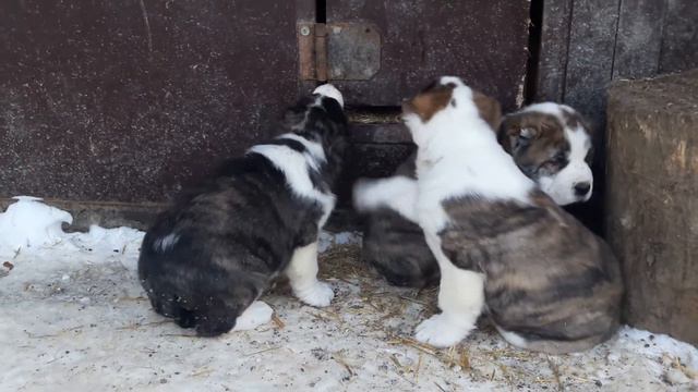 Щенки Алабая!!! смотреть онлайн