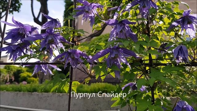 КЛЕМАТИСЫ. Группы обрезки. Начнём с теории! смотреть онлайн