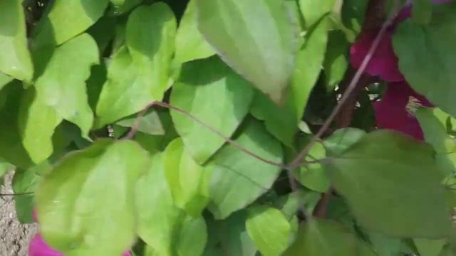 Weiße Fontäne  Und Clematis Hoshi No Flamingo.