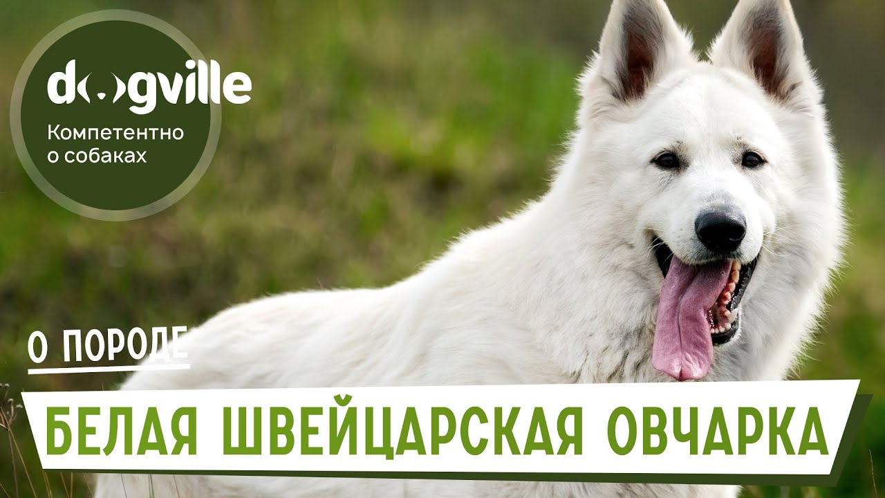 Белая Швейцарская Овчарка - Как выбрать щенка БШО? смотреть онлайн