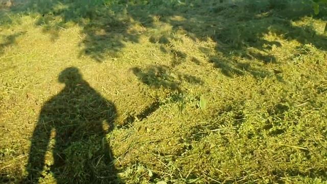 Champion t444s-2 кошу бурьян леской 3мм,рубит на ура. смотреть онлайн