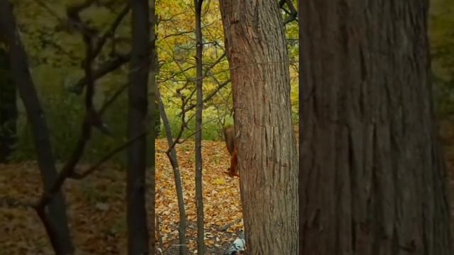 Si lincah dari brazil #funnyvideo #animals #tupai смотреть онлайн