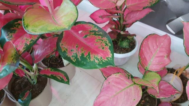 Новое поступление сентября!Aglaonema Orange Star.Aglaonema Red Star.Aglaonema Pink Star.Red Zirkon.