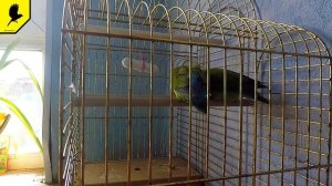 Как поёт неразлучник 10 минут видео