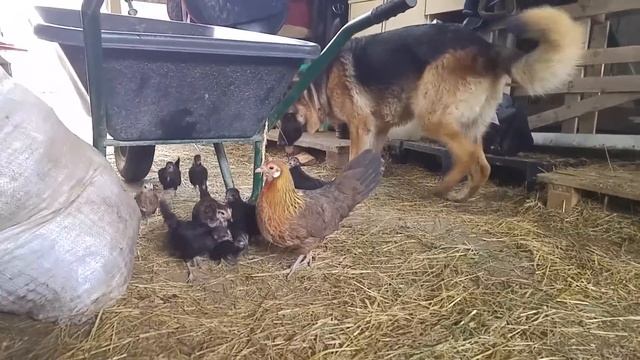 Small Chickens and German Shepherd - Chicken and Dog Friends - Cute Chicken Babies - Dog and Chicke смотреть онлайн