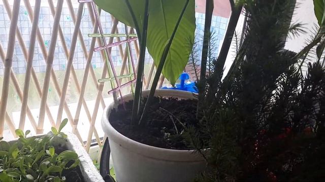 Как избавиться от цветочных мошек... смотреть онлайн