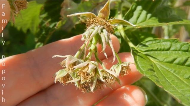 Малина Завалит Вас Урожаем! Важная Подкормка Малины в Июне Во Время Цветения смотреть онлайн