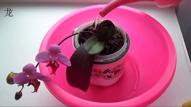 Уход за орхидеей: как полить орхидеи Phalaenopsis, летом, в сильную жару смотреть онлайн