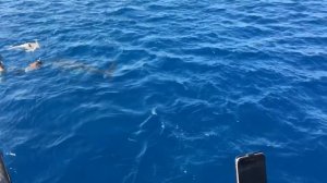 Акула в Красном море. Хургада