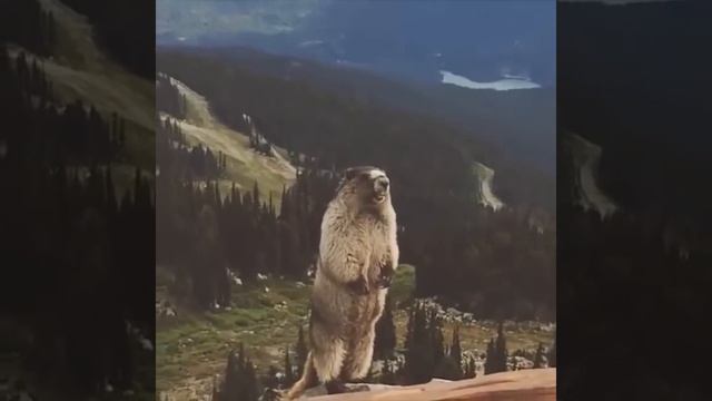 АААА, бобёр суслик орёт, кричит смотреть онлайн