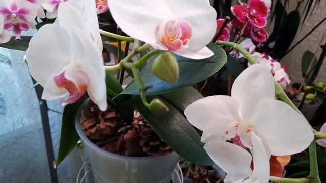 Цветение в июле. Размещение растений в комнате. смотреть онлайн