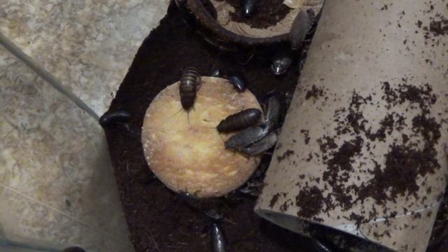 Уборка и кормление тараканов! Аллергия на мраморных тараканов?! смотреть онлайн