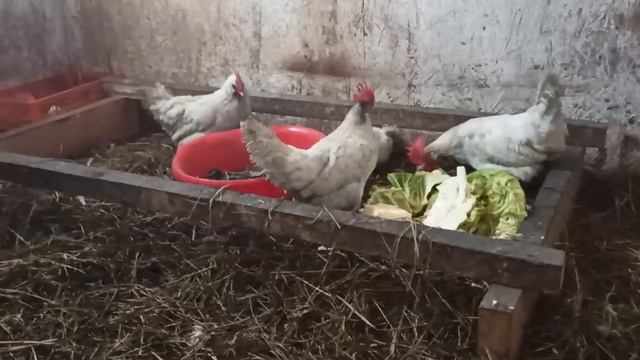 Квашу капусту, угощение для моих курочек