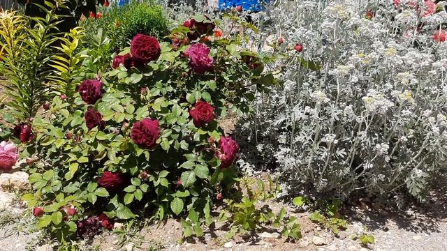 Английские розы.Пятёрка лучших смотреть онлайн