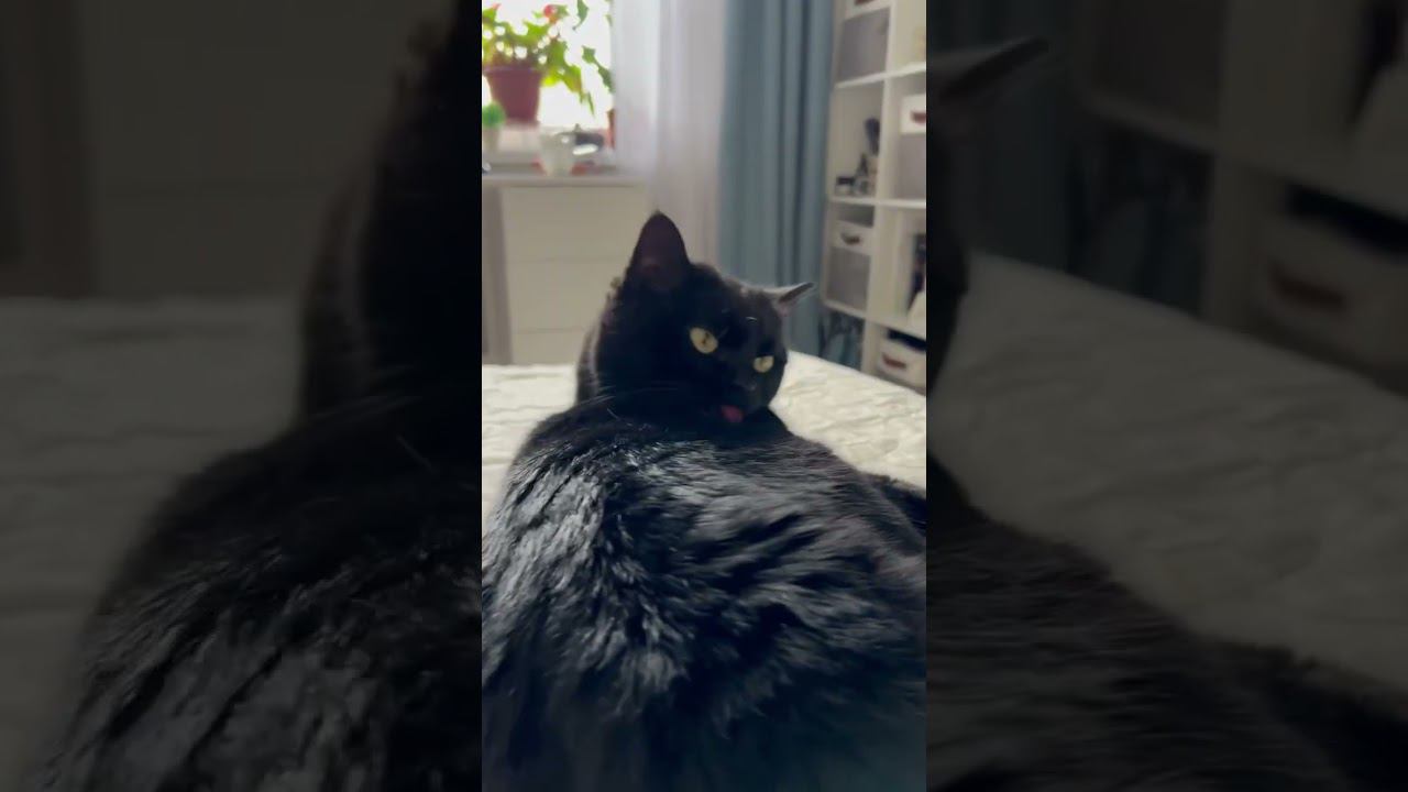 Кошка умывается смотреть онлайн