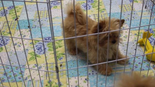 Голддаст йорк , щенок. смотреть онлайн