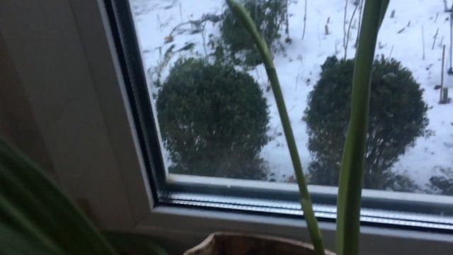 Драгоценная орхидея Лудизия #лудизия #орхидея #зимнее #цветение смотреть онлайн