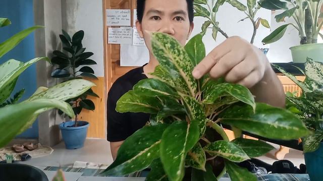 When you have plenty of Ags + Plant ID + Care Tips смотреть онлайн