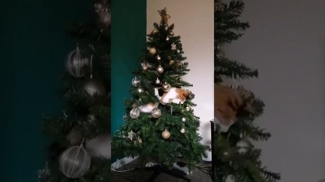 Новогодние Котики 2024))) смотреть онлайн