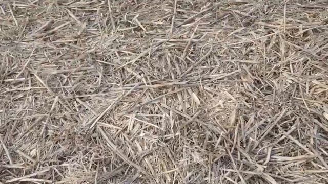 Обработка глифосатом. No-till 09.03.2020. Результат осеннего применения гербицида смотреть онлайн