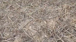 Обработка глифосатом. No-till 09.03.2020.  Результат осеннего применения гербицида