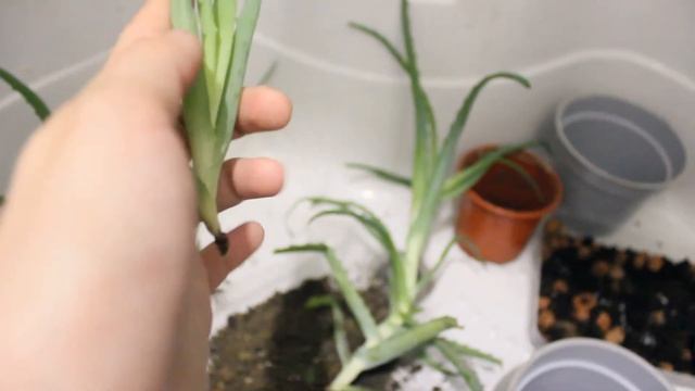 Алоэ размножение и пересадка смотреть онлайн