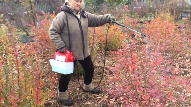 Электрический садовый опрыскиватель. Обработка бордоской жидкостью кустов голубики. смотреть онлайн
