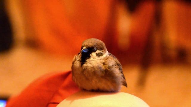 Как спят воробьи / ручной воробей /the little sparrow is sleeping смотреть онлайн