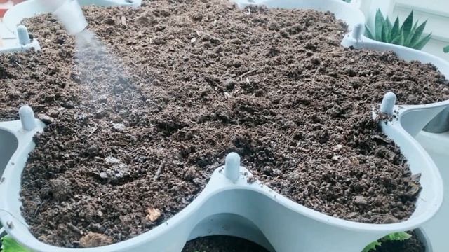 Bu Yöntemle Herkes Saksıda Maydanoz Yetiştirebilecek, Saksıda Maydanoz Yetiştirme, Maydanoz Ekimi смотреть онлайн