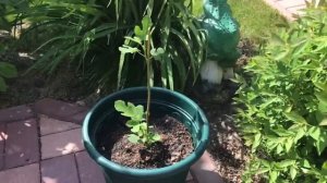 Выращиваем инжир в Подмосковье. Мой опыт. Часть 1. Интересно!!!