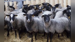 РОМАНОВСКАЯ ПОРОДА ОВЕЦ. ВСЕ О ПОРОДЕ И СОДЕРЖАНИИ.