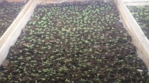 Первая подкормка петуний кальциевай селитрой. Грунт Durpeta мой отзыв. Плохая всхожесть семян.