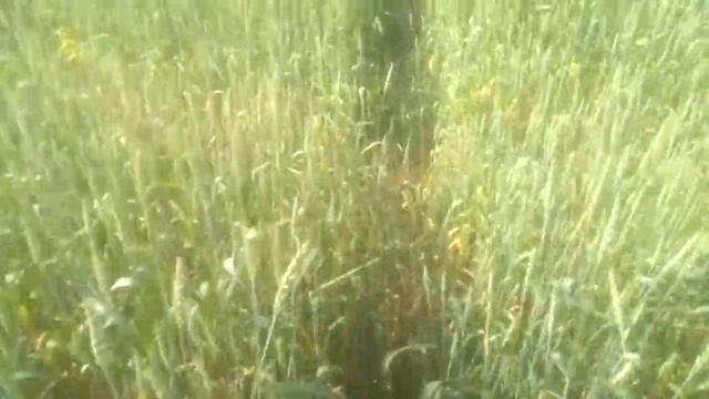 осмотр яровой пшеницы злата смотреть онлайн