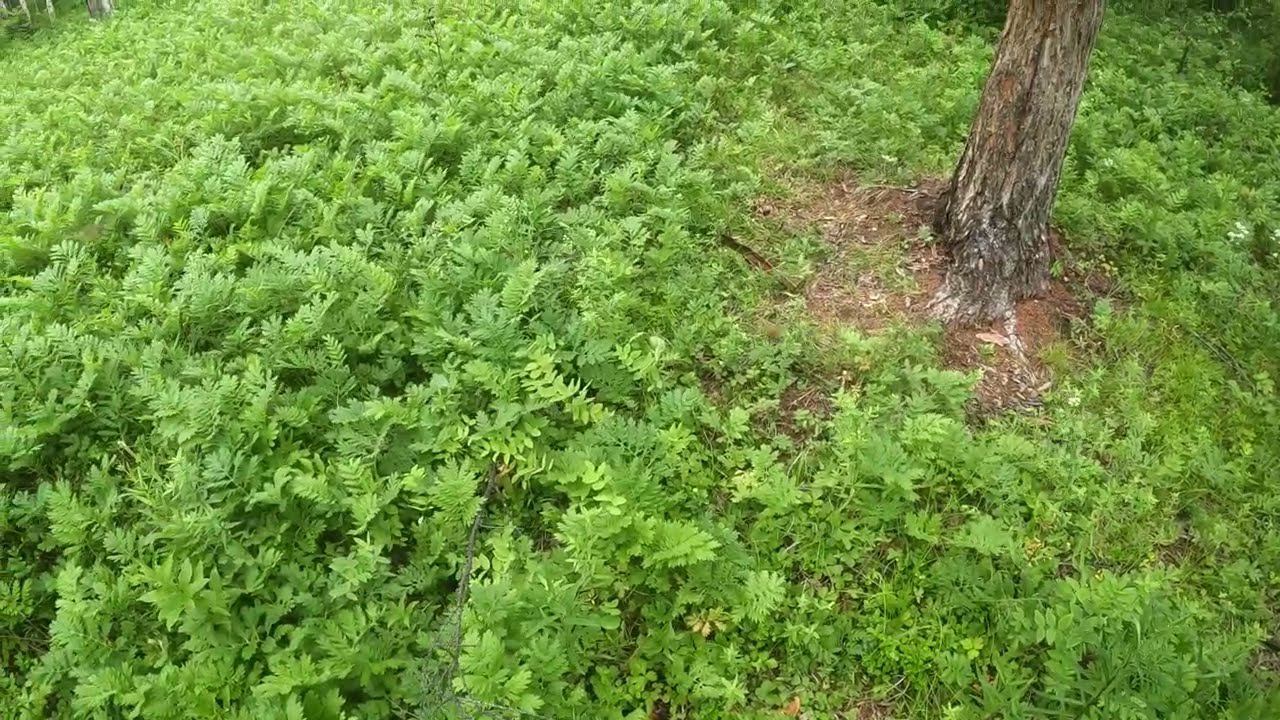 Ищу медведей. смотреть онлайн