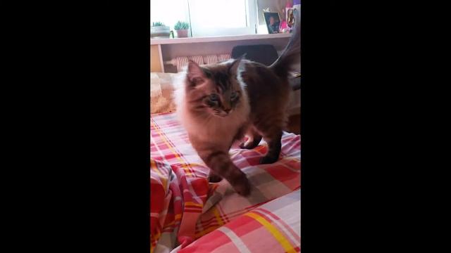 Человек собаке друг!