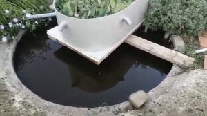 Выращивание африканского сома на даче в бассейнах.