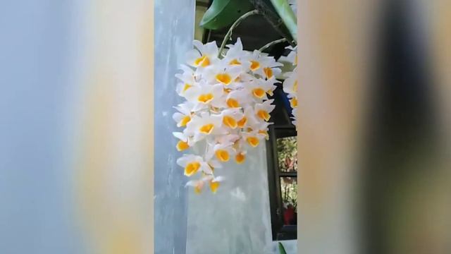 Flowering Dendrobium Farmeri | JEWEL'S BLOSSOM ORCHIDS ... смотреть онлайн