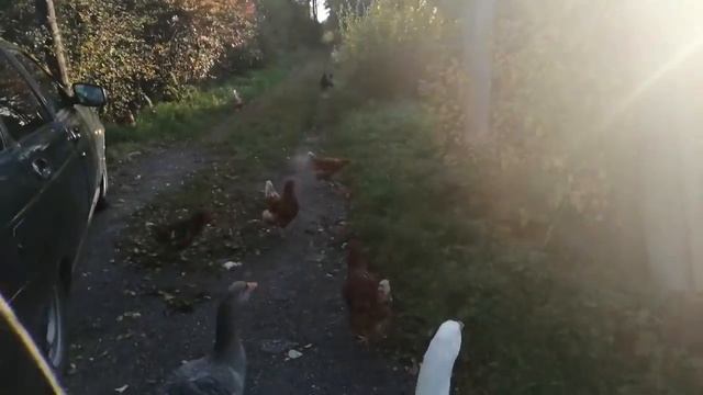 Жили у бабуси цесарки, куры, гуси. смотреть онлайн