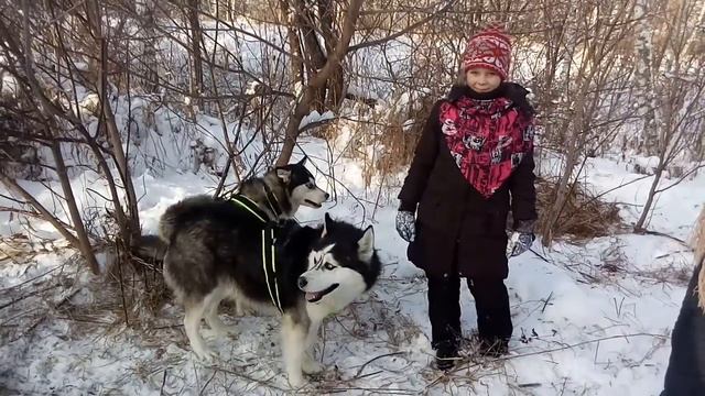Хаски. Алтай зимой. смотреть онлайн