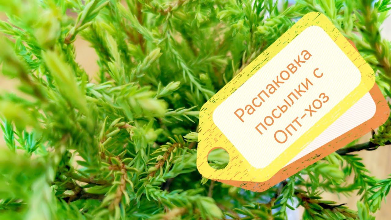 Распаковка посылки с растениями от ОПТ-ХОЗ! Август 2022 смотреть онлайн