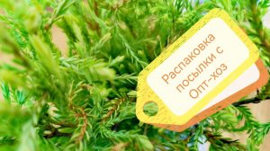Распаковка посылки с растениями от ОПТ-ХОЗ! Август 2022