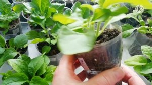 Прищипка  каскадно-ампельных петуний.