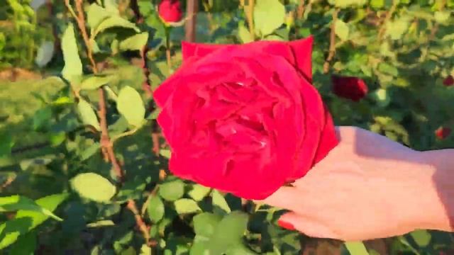 6.06.2023. Вечерний сад с розами, Августа Луиза, #EbbTide, #WhiteVuvuzela, #LeahTutu (Ле Туту) и др смотреть онлайн