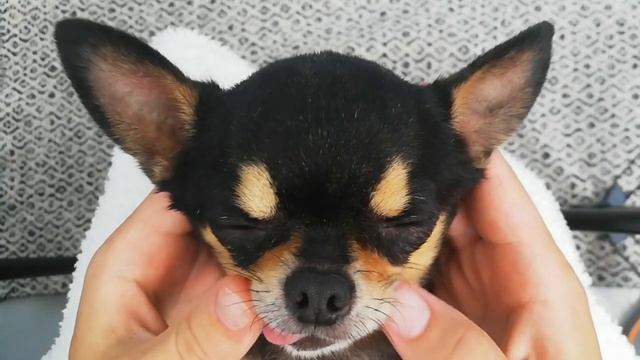 Как очистить зубной камень у собаки ультразвуковым скалером/How to clean dog's teeth with supersoni смотреть онлайн